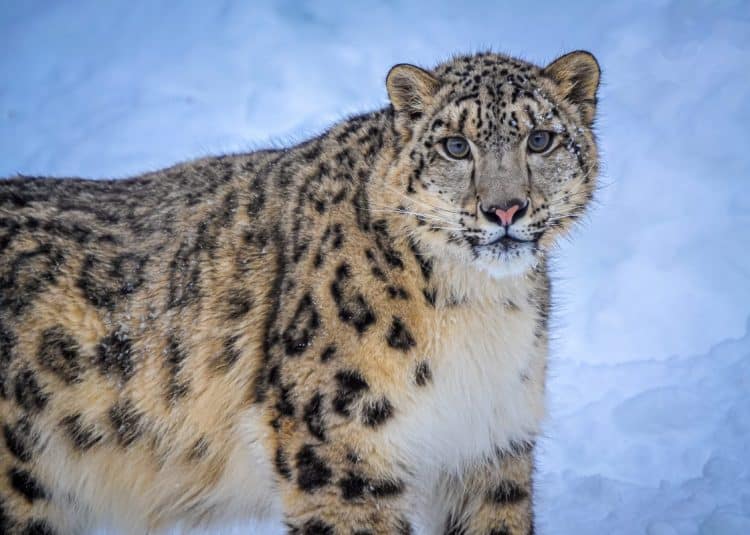 The Cashmere Trade is Endangering Snow Leopard Populations in Mongolia