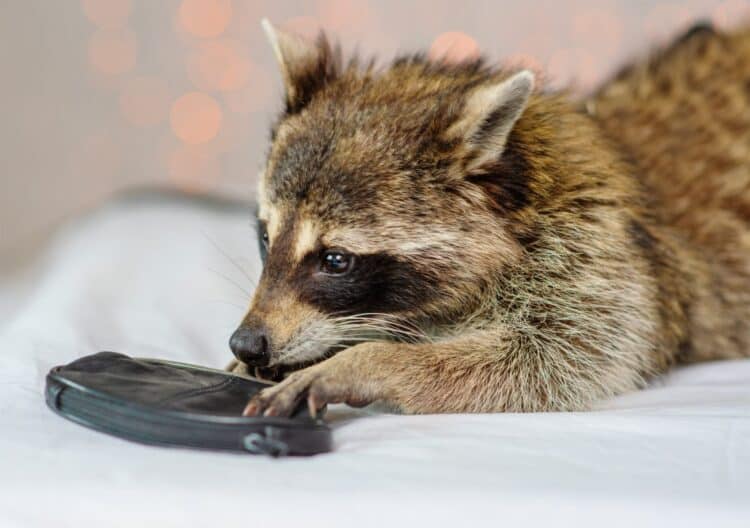 North Dakota Woman Who Took Rescued Raccoon to Bar for Happy Hour is Arrested