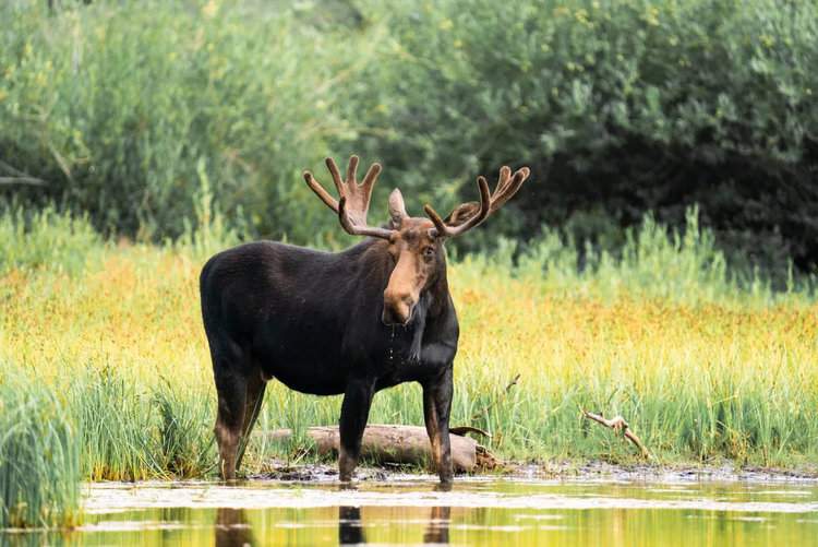 Moose Shedding Both Antlers Caught on Doorbell Camera