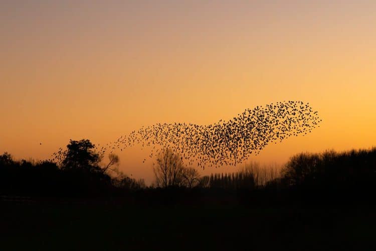 Why did a murmuration of yellow-headed blackbirds crash from the sky?