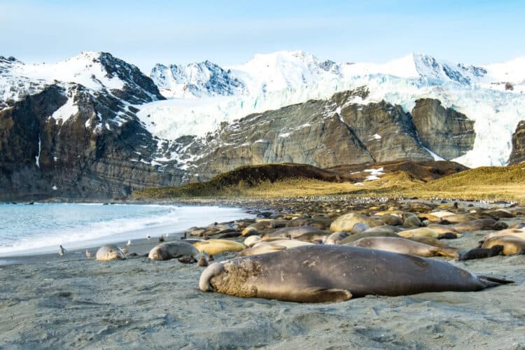 How One Curious Seal Led Scientists to a Climate Disaster