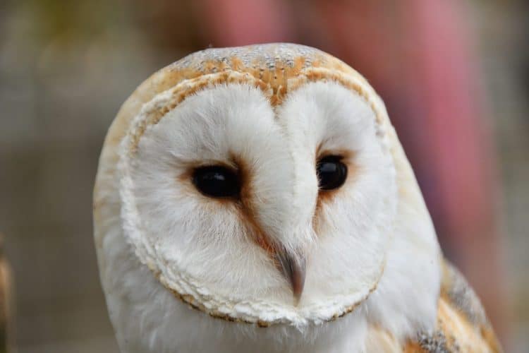 End experiments at Johns Hopkins University involving mutilation and killing of owls