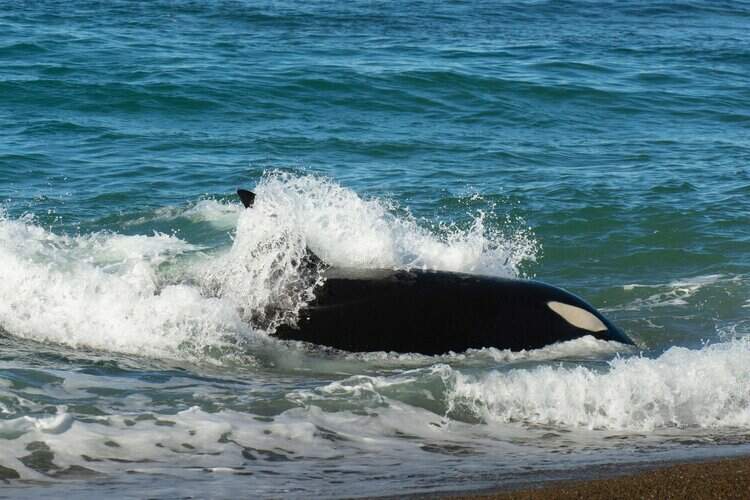 Dead Orca Caught in Fishing Gear Off Oregon Coast