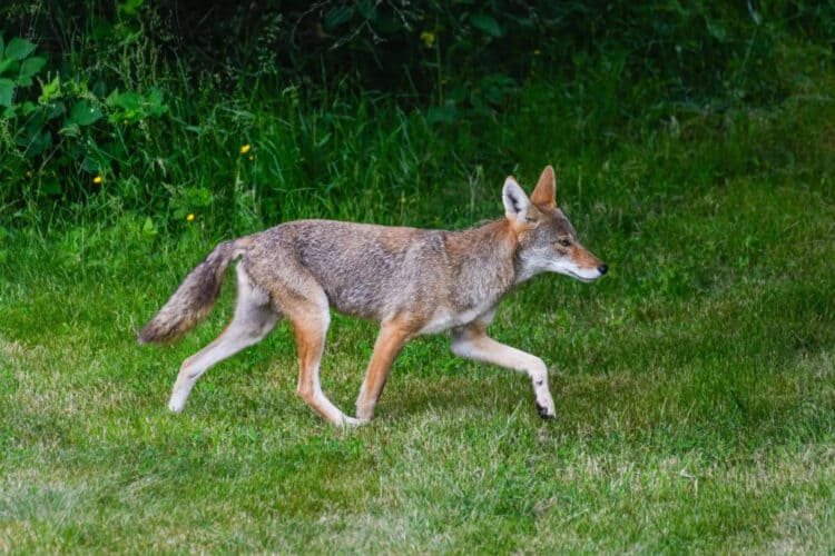 Coyote Rescued After Wandering into Middle School and Released Back into the Wild