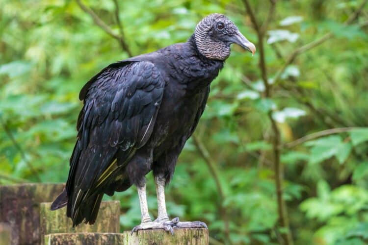 Over 700 Vultures Die in Sanctuary After Avian Flu Outbreak