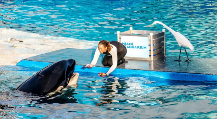 Reports Reveal Rotten Fish, Emaciation, and Starvation in Marine Animals at Miami Seaquarium