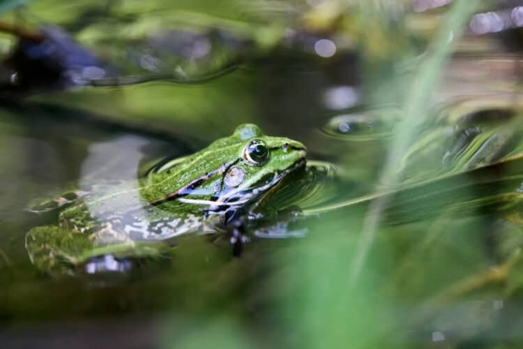 A New Breakthrough in Combating the Deadliest Frog Disease