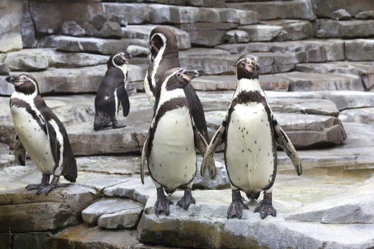 6 African Penguins Die at Zoo From Avian Malaria