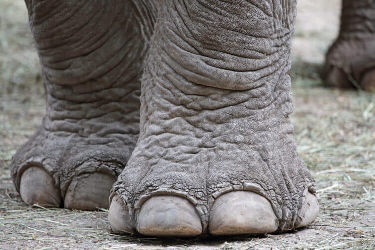 Customs Officials in Germany Seize Giant Elephant Foot