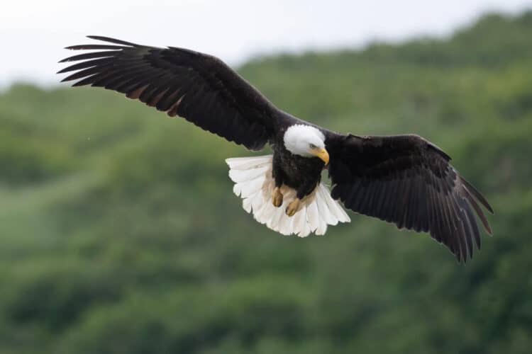 Utility Company Tries to Cut Down Pine Tree That Two Bald Eagles Nested in For Years