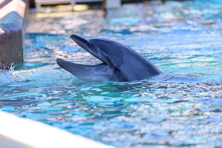 Dolphin Injured at SeaWorld Orlando After Being Attacked by Other Dolphins