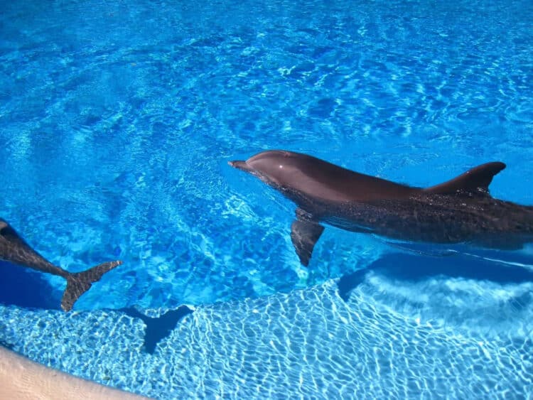 4th Dolphin Dies at Las Vegas’ Mirage in Less Than One Year