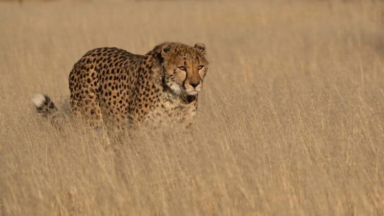 Cheetah Deaths Raise Concerns Over India’s Cheetah Reintroduction Program
