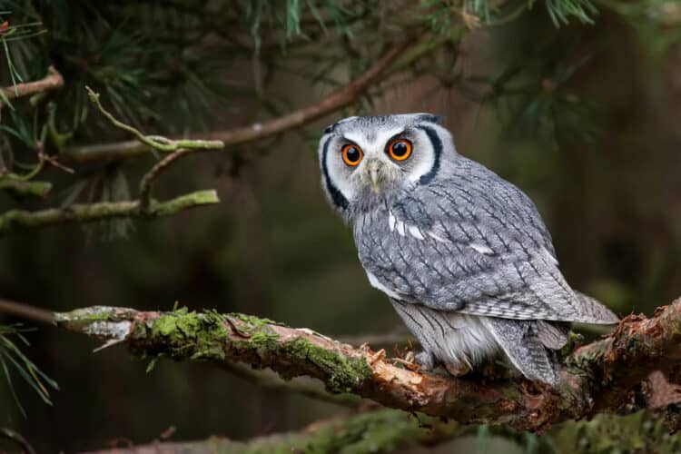 Why Owls Are Important for The Ecosystem
