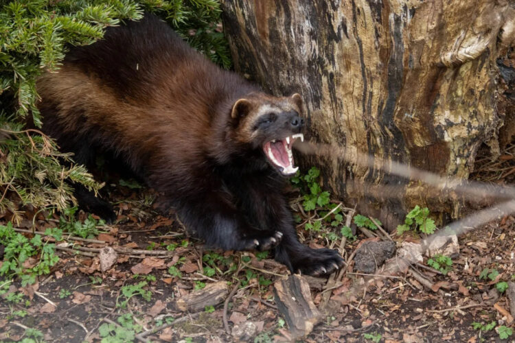 Wolverine Sighting: A Win For Californian Conservation