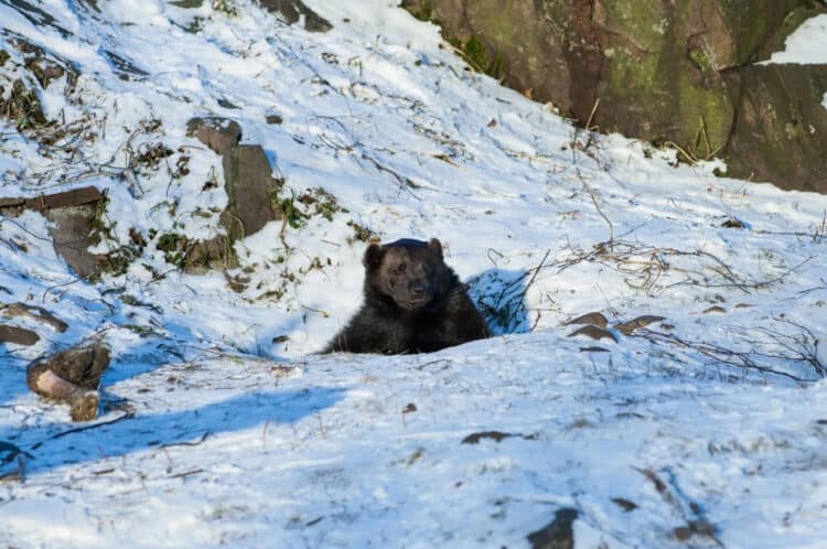 Scientists Investigate Bears in Hibernation and Why They Don’t Develop Blood Clots