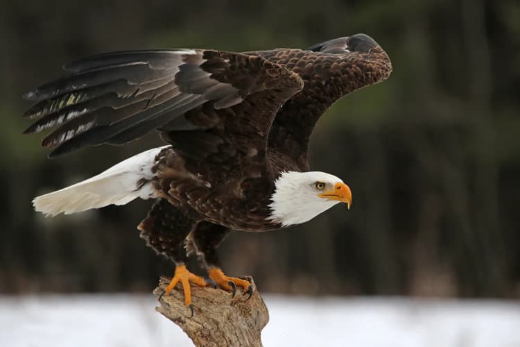 Petition: Ask Nebraska to Help Protect Bald Eagles from Hunters