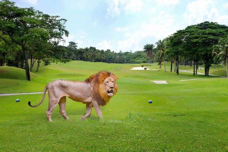 Wild Animals Roam on 2,500-Acre Kenya Golf Course Which The Resort Says is A ‘Wildlife Sanctuary’