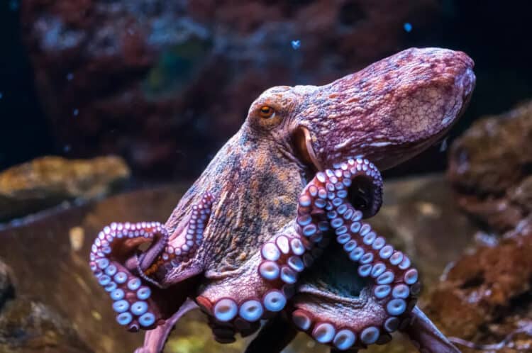Petition: Tell Nueva Pescanova to Drop Its Plans to Build World’s First Octopus Farm