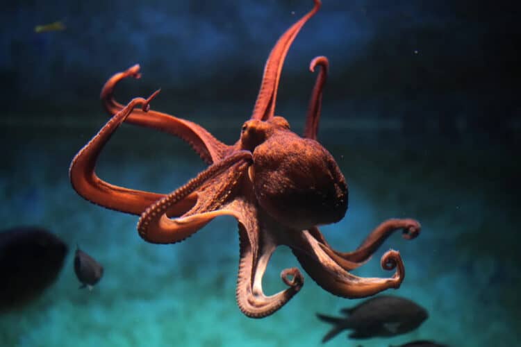 Deep-Sea Octopus Nursery Discovered off Coast of Costa Rica