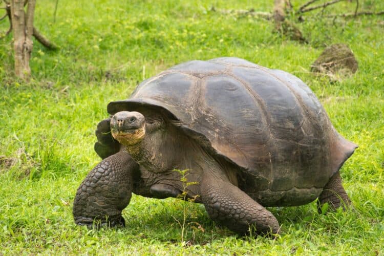 4 Galápagos Tortoises Found Dead in Ecuador Believed to be Hunted For Meat