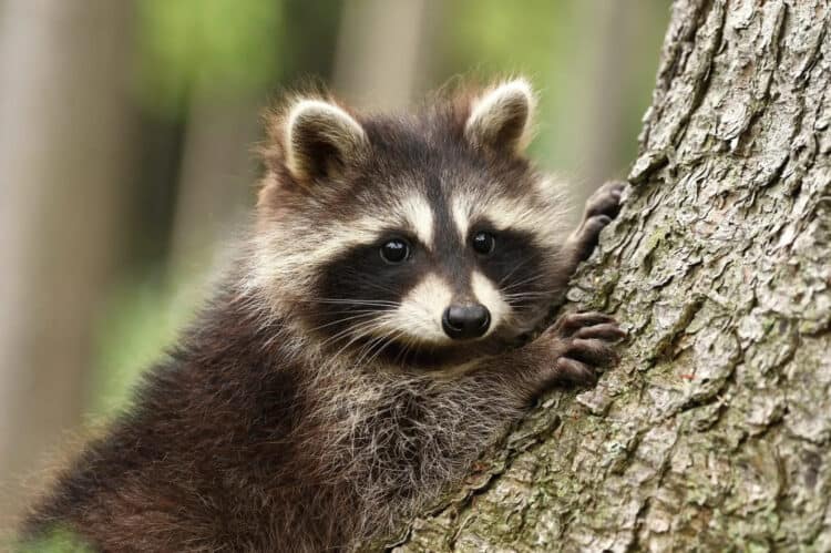 New Study Reveals How Raccoons Survive in Human-Dominated Environments