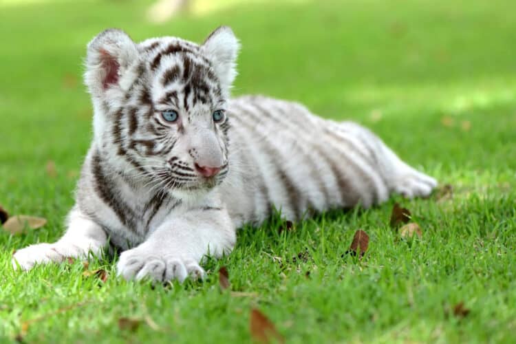 Three-Month-Old White Tiger Cub Fighting For Life After Being Dumped in a Trash Can Outside Greek Zoo