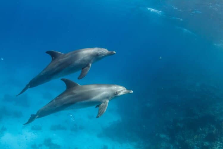 Dolphins Can Recognize Each Other By Taste of Their Urine, New Study Finds