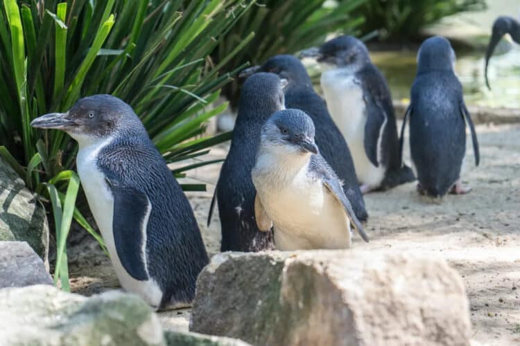 New Extinct Little Penguin Species Discovered