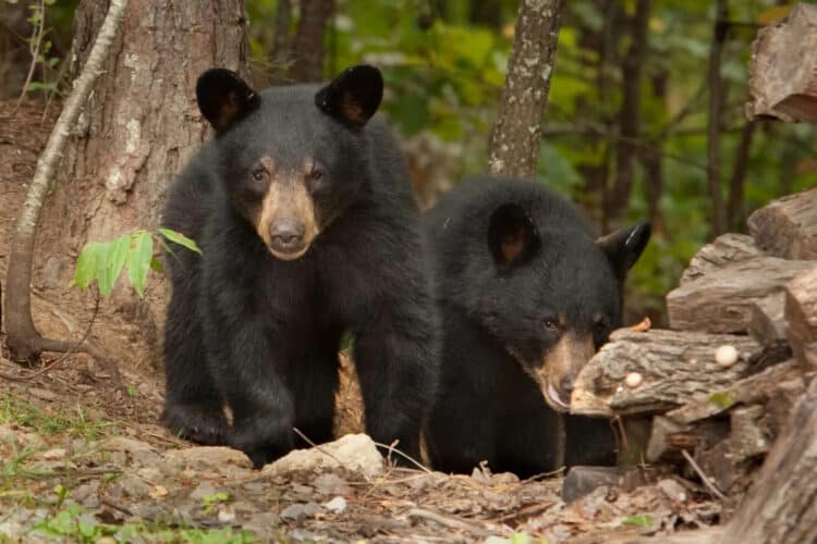 Mother and Son Fined $15,000 for Poaching Two Black Bear Cubs