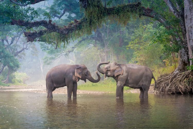 Nearly Two-Thirds of Elephant Habitat Across Asia Has Been Lost, New Study Finds