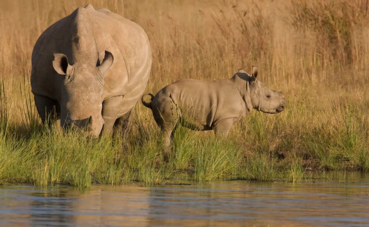 Petition: Help Protect Endangered Rhinos from Poaching