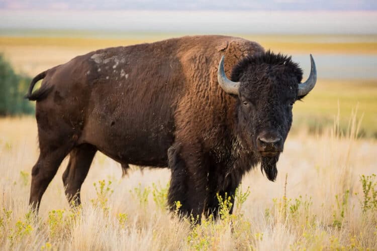 Controversial Yellowstone Bison Hunt: Mass Hunt Kills 1,150 Bison