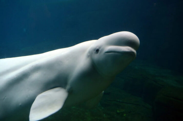Stay Away from Mysterious Beluga Whale, Norwegian Authorities Warn