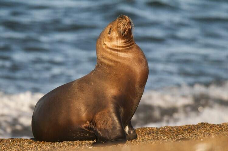 Marine Animals Found on California Beaches with Signs of Domoic Acid Poisoning