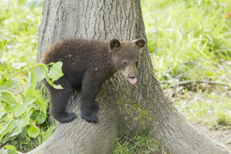 Black Bear Cub Tortured to Death After Innocently Wandering into a Town to Find Water