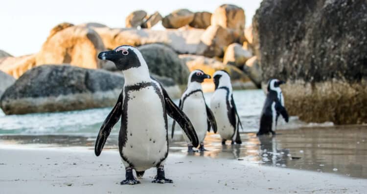 Urgent Measures Needed to Prevent Extinction of African Penguins