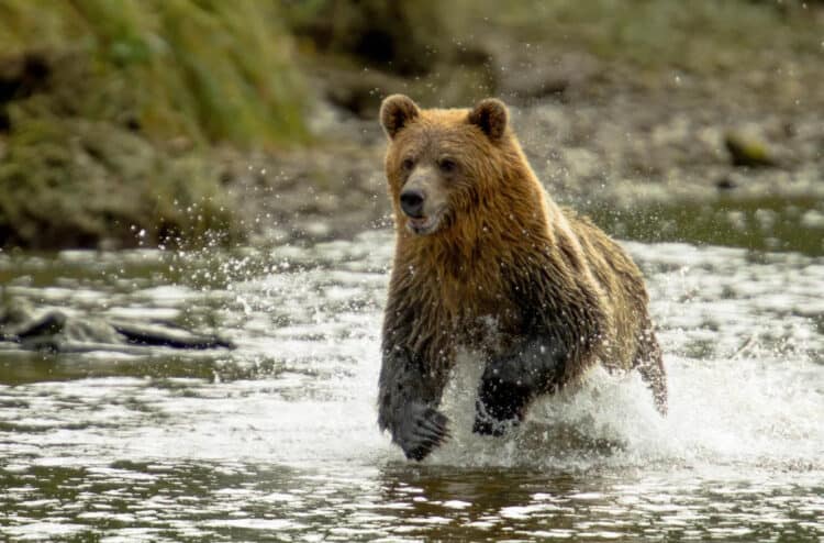 Climate Change Delays Beloved Grizzly’s Salmon Feast