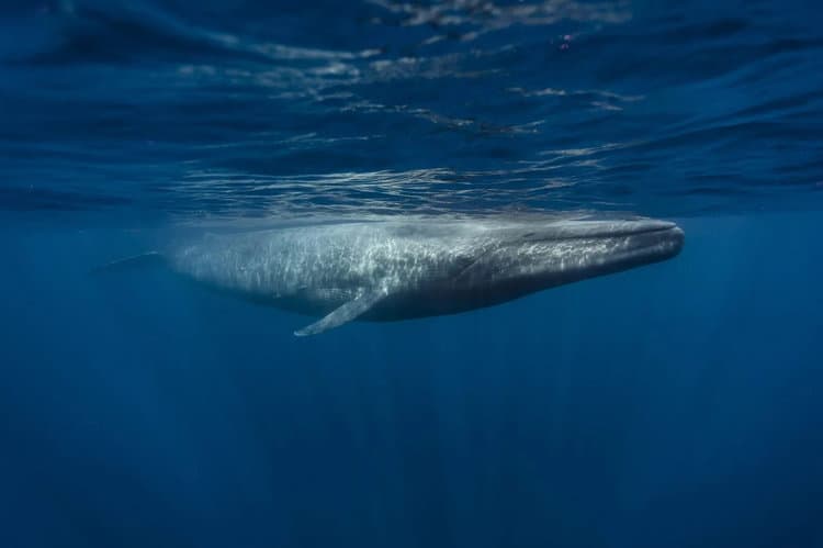 Study Finds Blue Whales Getting ‘Skinny’ As Climate Change Puts a Strain on Their Food Source