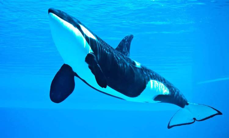 Kiska, The ‘World’s Loneliest’ Orca Dies in Theme Park in Canada