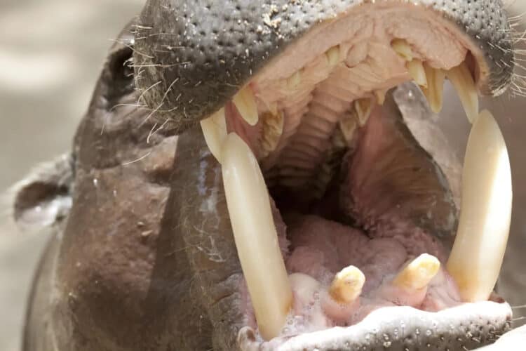 Petition: Pressure the UK Parliament to Ban the Trading of Hippo Teeth