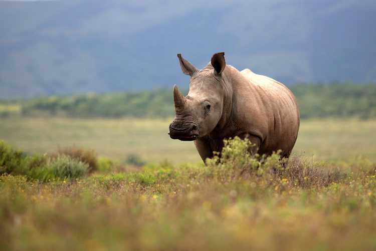 A string of poaching massacres has broken out across South Africa, with poachers slaughtering 24 rhinos in one month alone