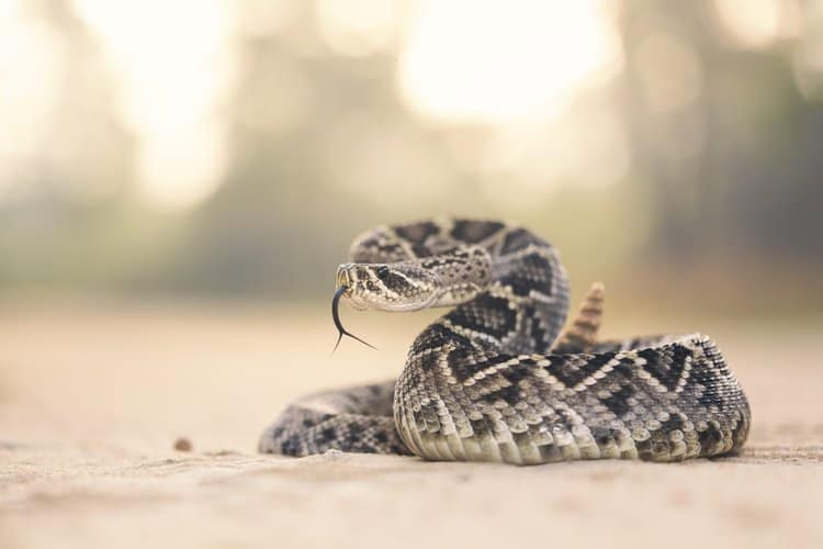 How to Identify the Most Common Venomous Snakes in the United States
