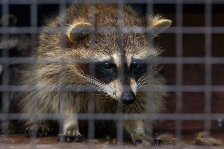 Petition: Ban Fur Trapping in the United States