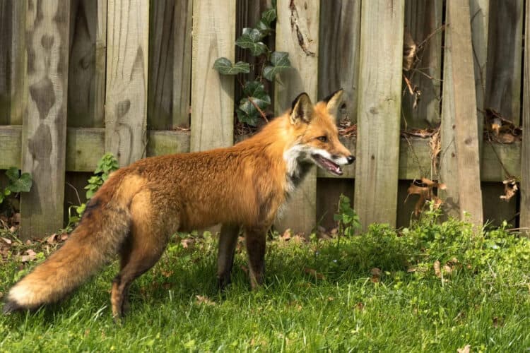 Discover the Wildlife in Your Backyard with the WildTracker Project