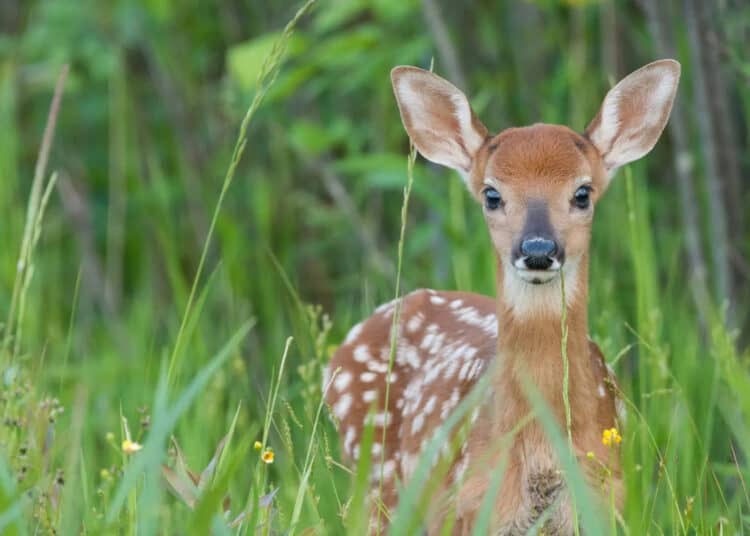 Fawn with Head Trauma and Neurological Issues Rescued and Brought to Wildlife Sanctuary