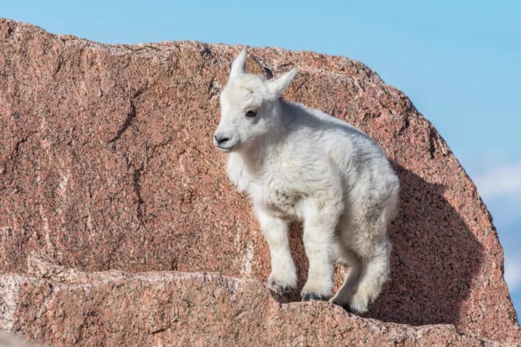 Amazing Rescue of a Baby Goat from a Steep Mountain [Video]