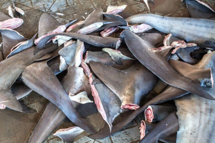 Nearly 400 Illegal Shark Fins Seized From Texas Seafood Restaurant