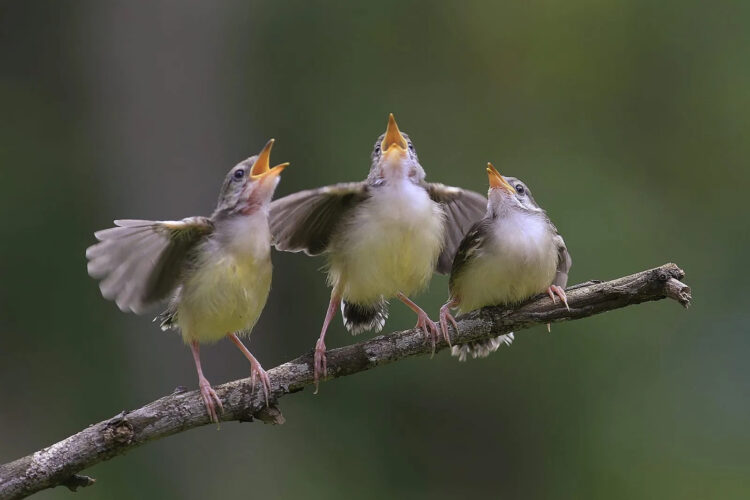 How Birds and Their Songs Can Improve Mental Health
