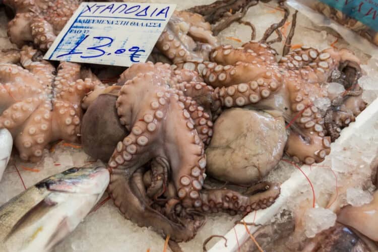 Why We Must Reject Octopus Farming Before It Begins